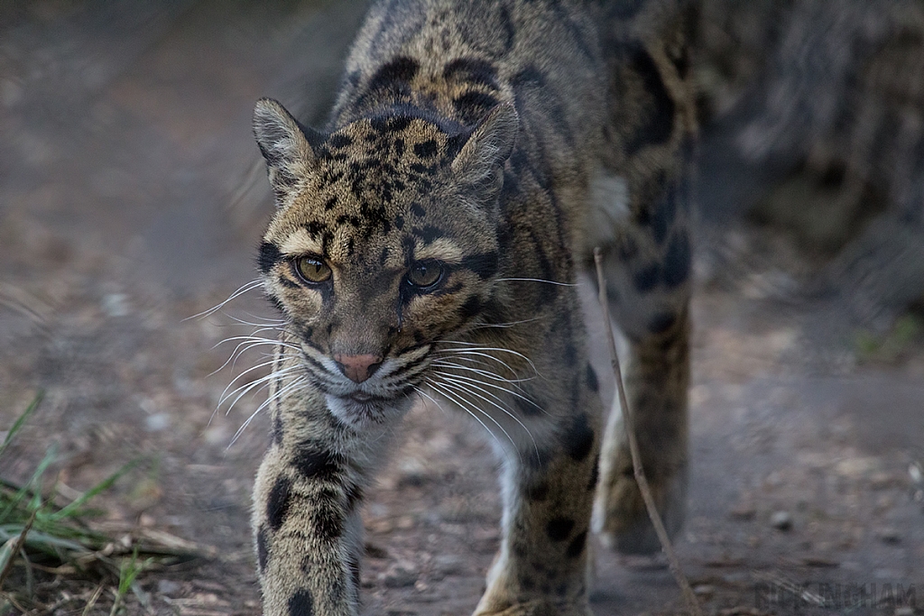 Clouded Leopard