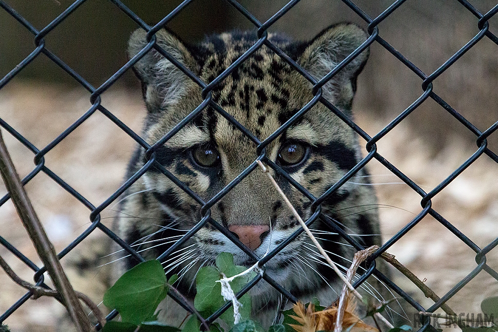 Clouded Leopard