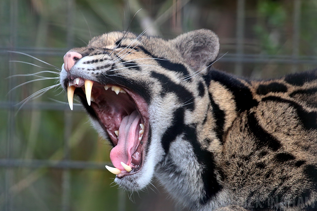 Clouded Leopard