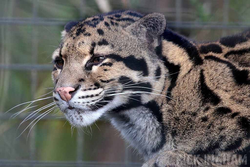 Clouded Leopard