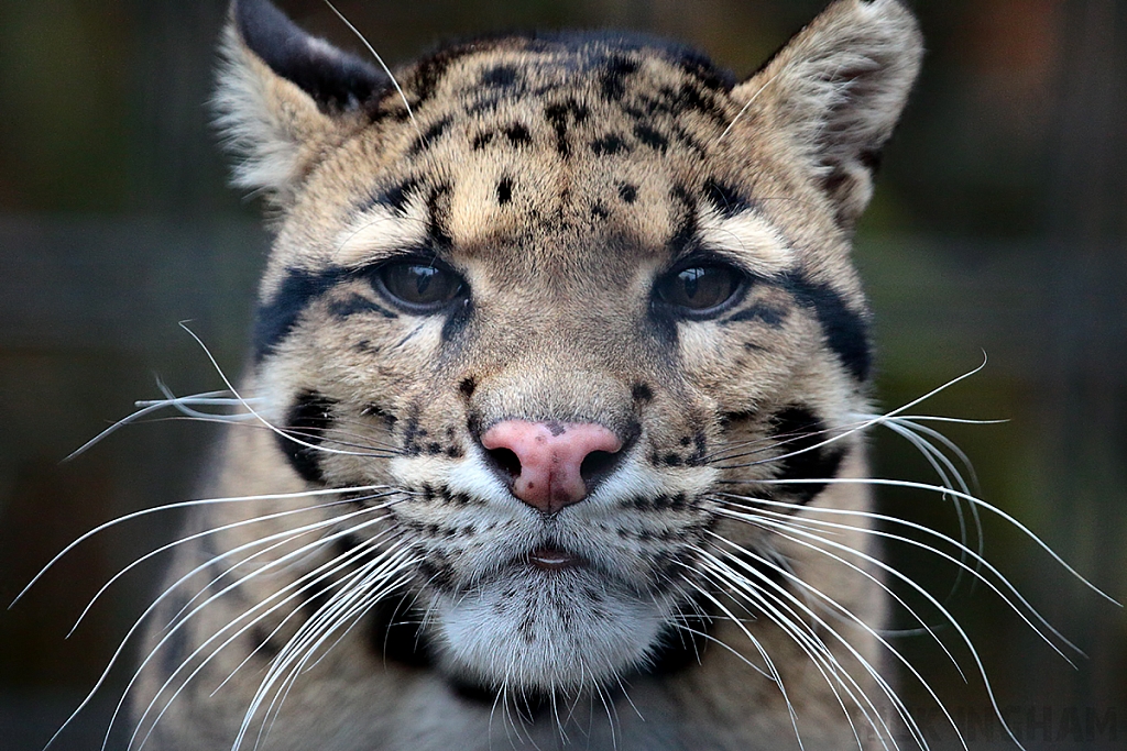 Clouded Leopard