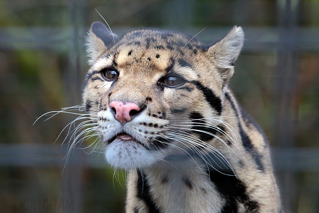 Clouded Leopard