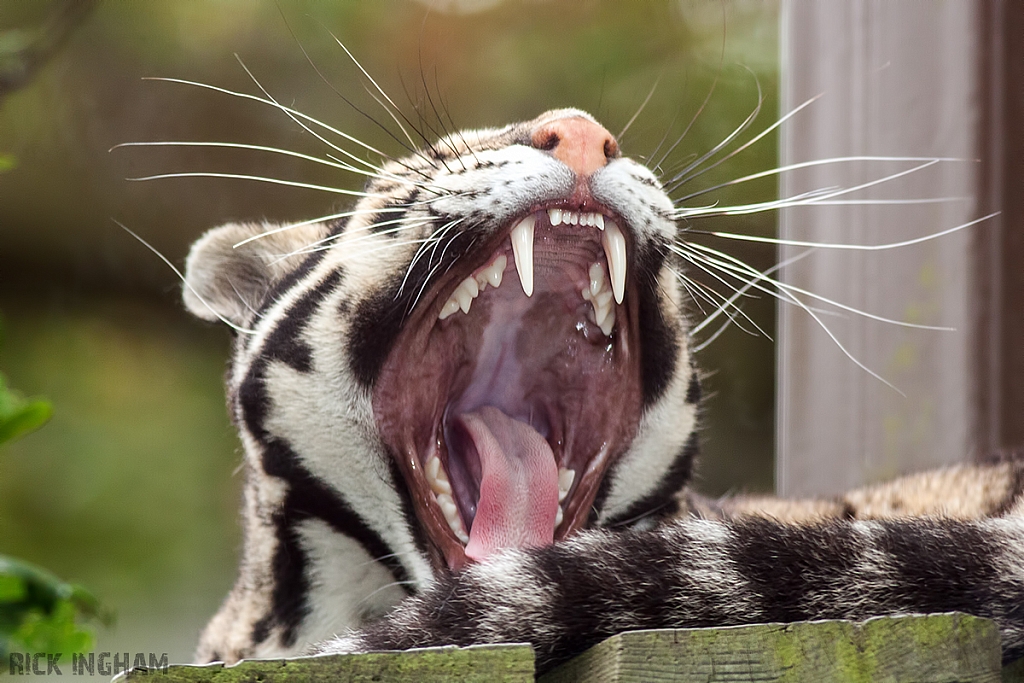 Clouded Leopard