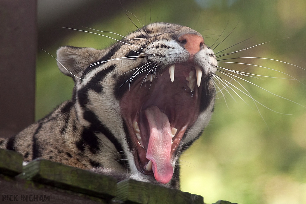 Clouded Leopard