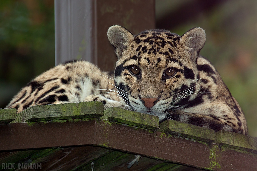 Clouded Leopard