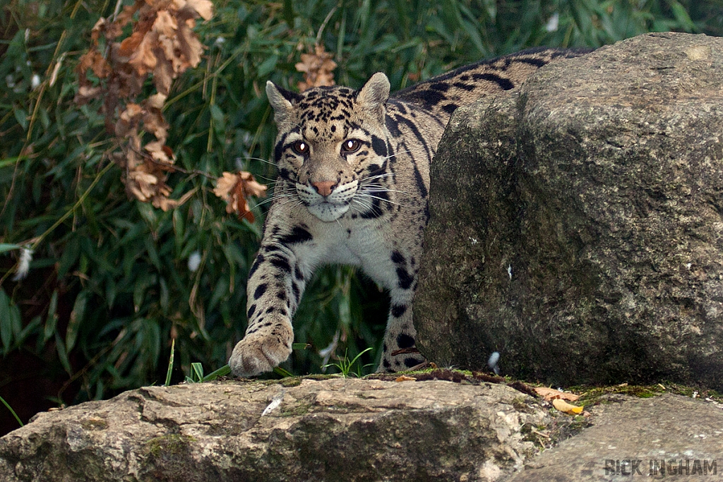 Clouded Leopard