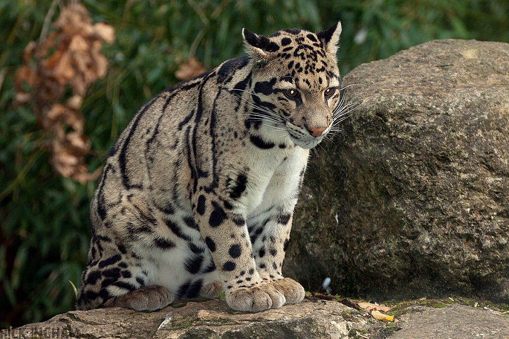 Clouded Leopard