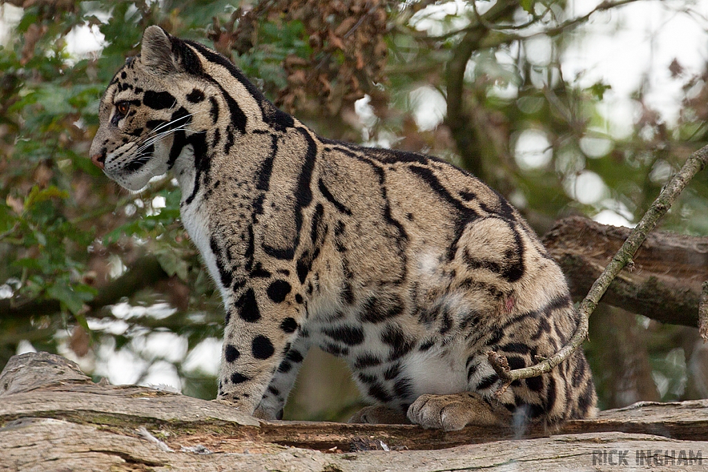 Clouded Leopard