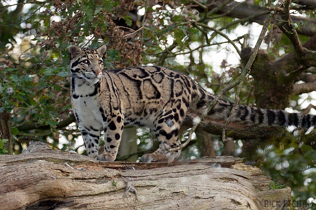 Clouded Leopard