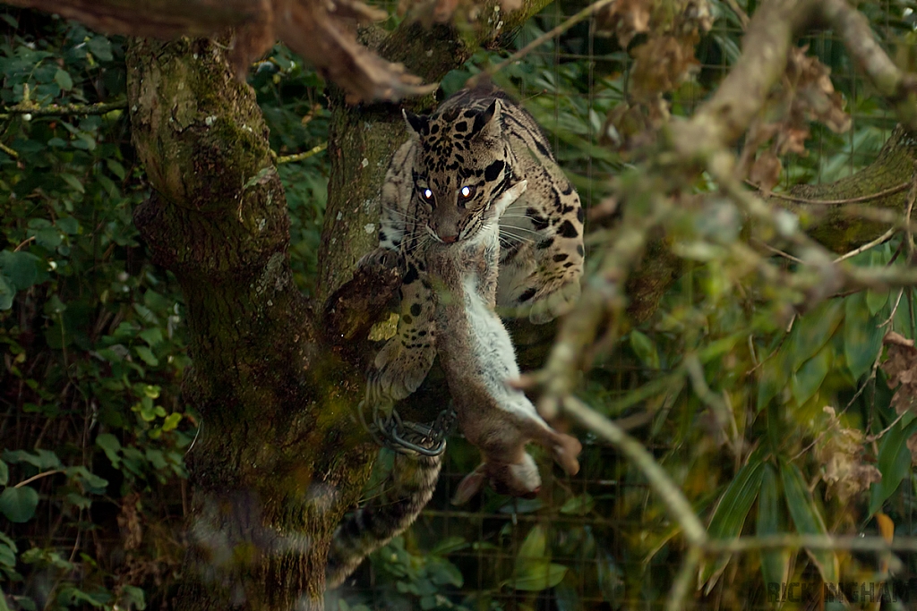 Clouded Leopard