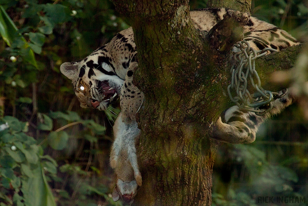 Clouded Leopard