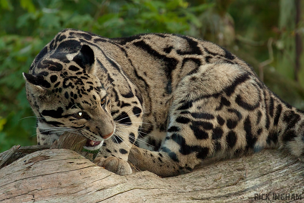 Clouded Leopard