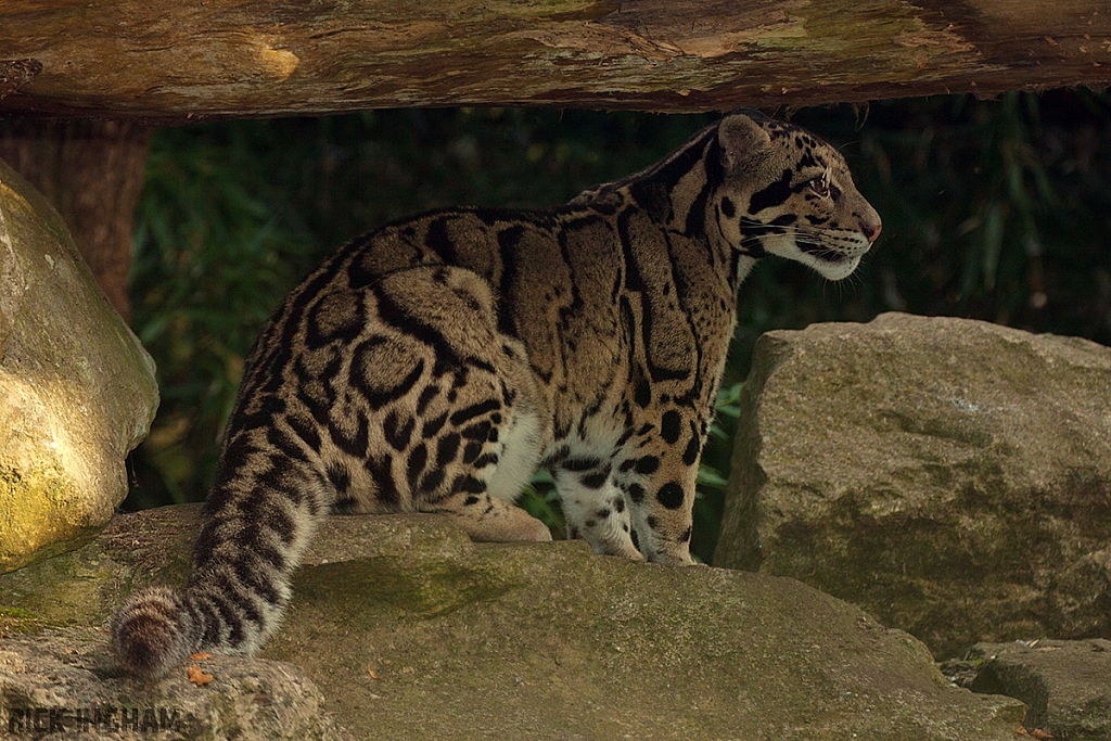 Clouded Leopard