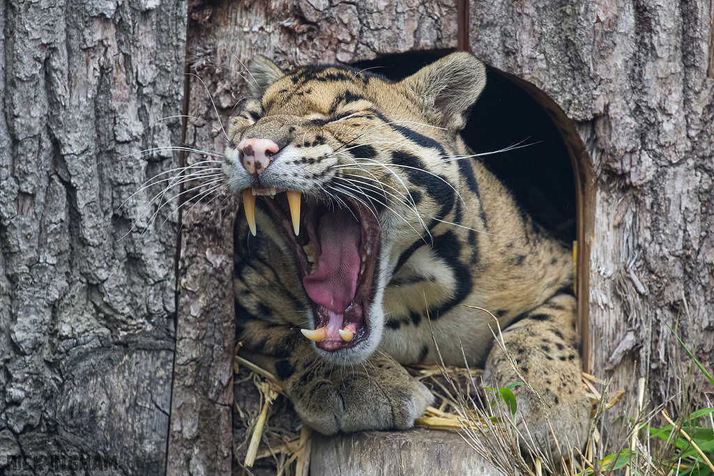 Clouded Leopard