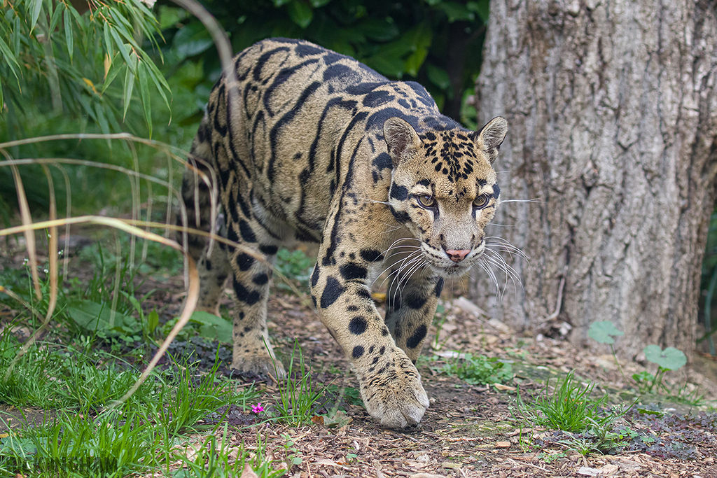 Clouded Leopard
