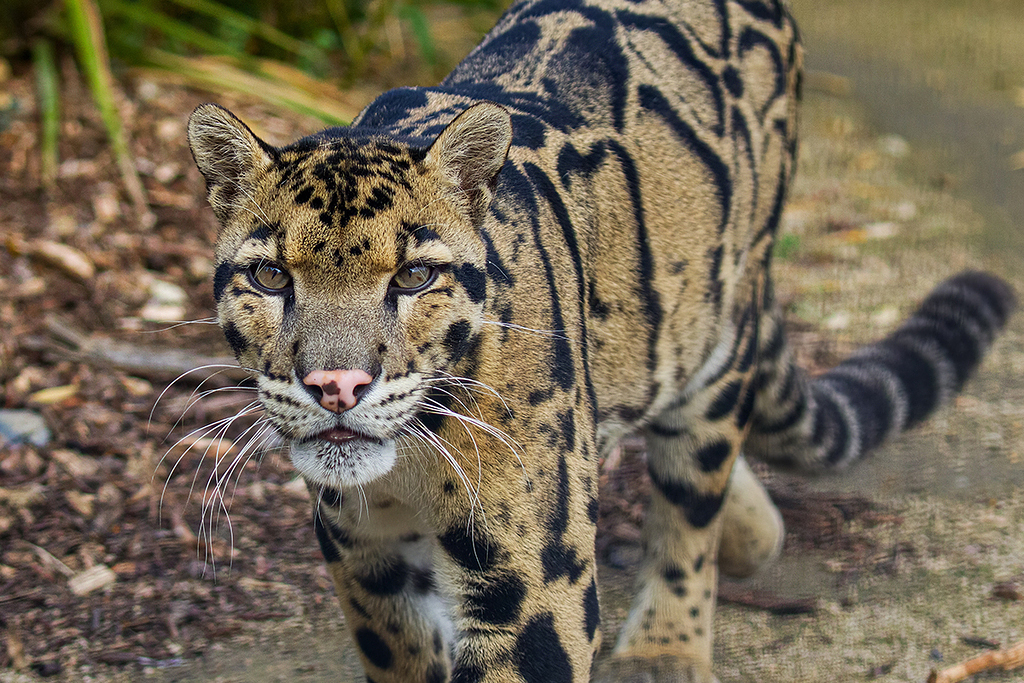 Clouded Leopard