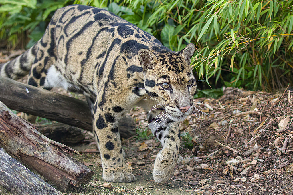 Clouded Leopard