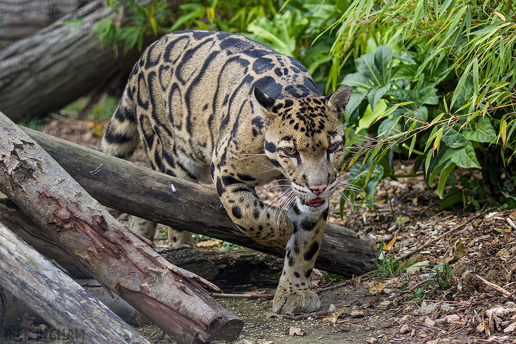 Clouded Leopard