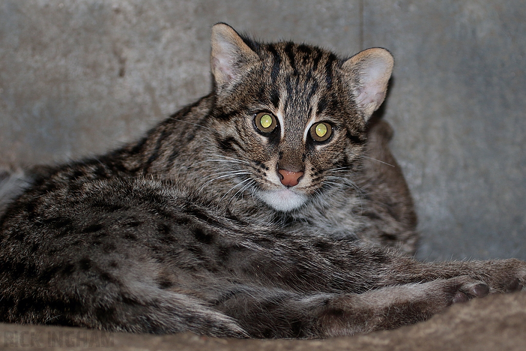 Fishing Cat Kitten