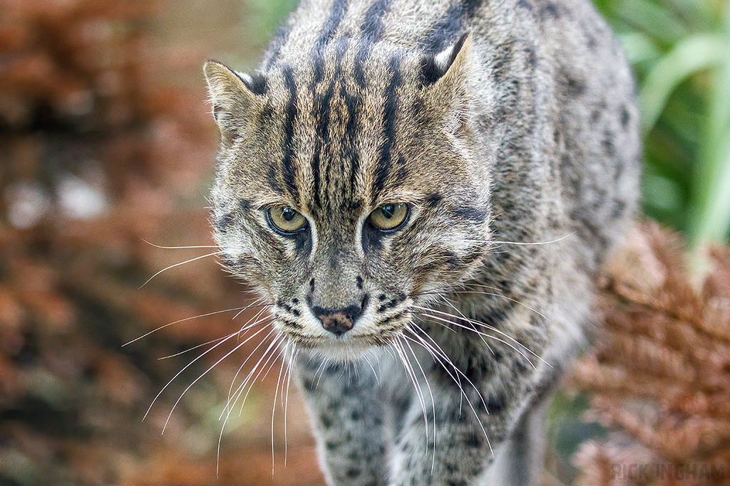 Fishing Cat