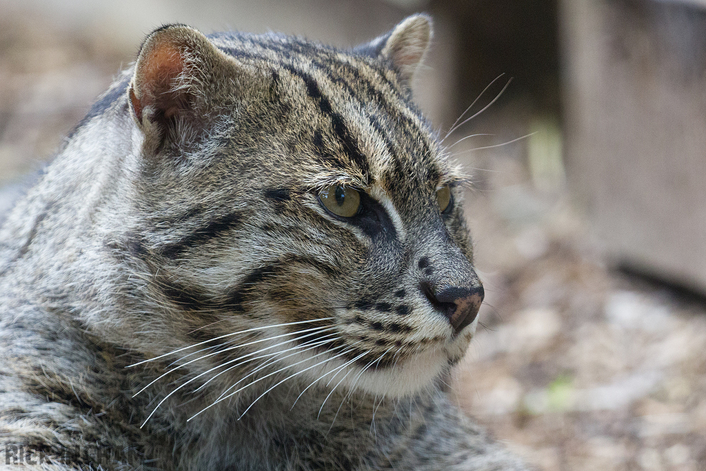 Fishing Cat