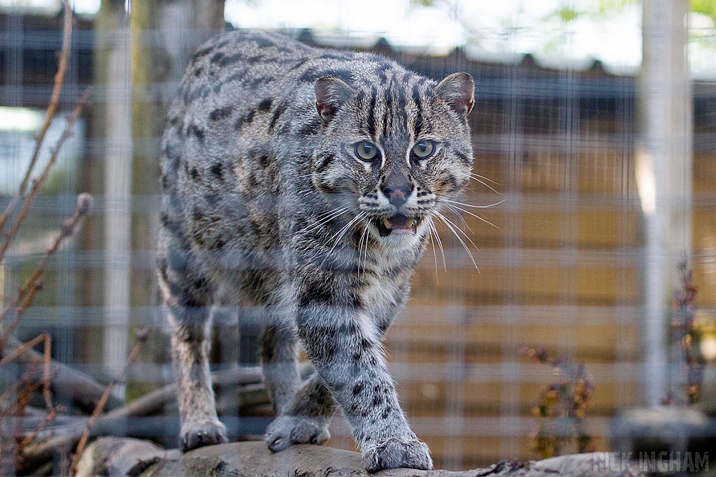 Fishing Cat