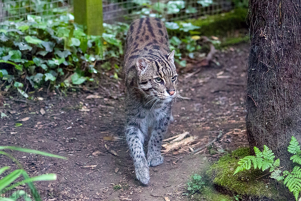 Fishing Cat