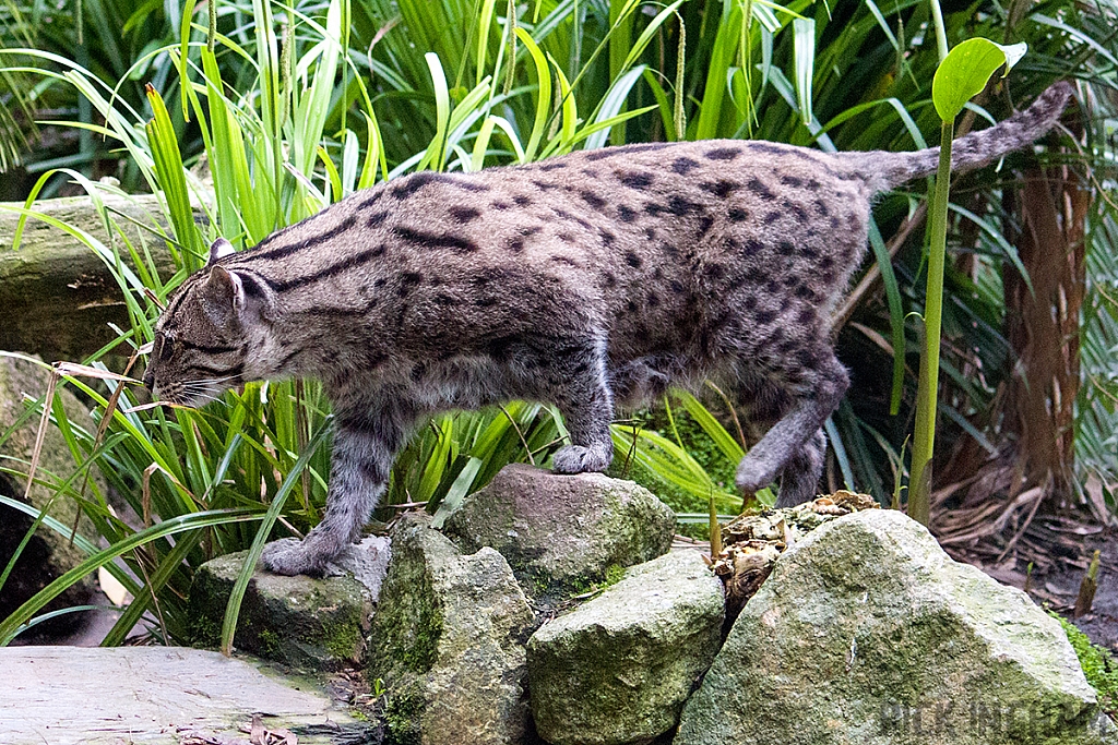 Fishing Cat