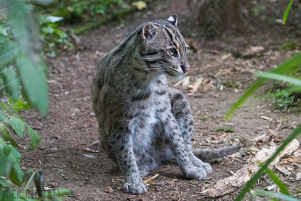 Fishing Cat