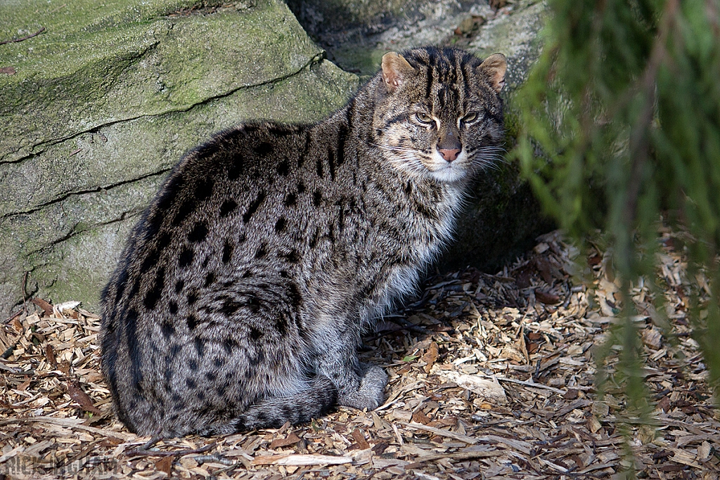 Fishing Cat