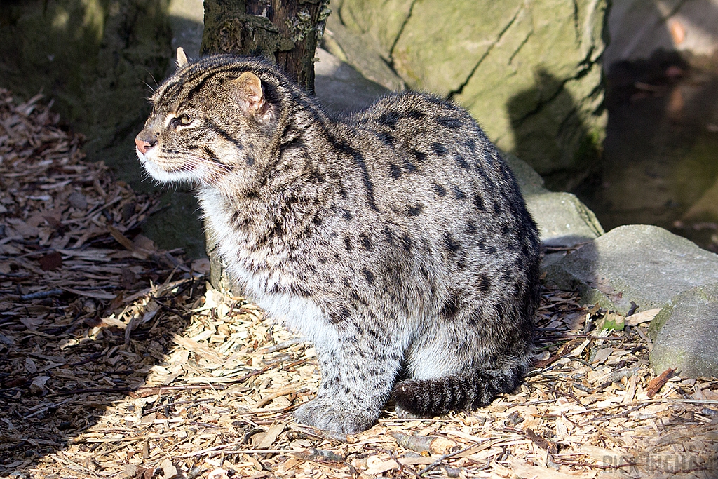 Fishing Cat