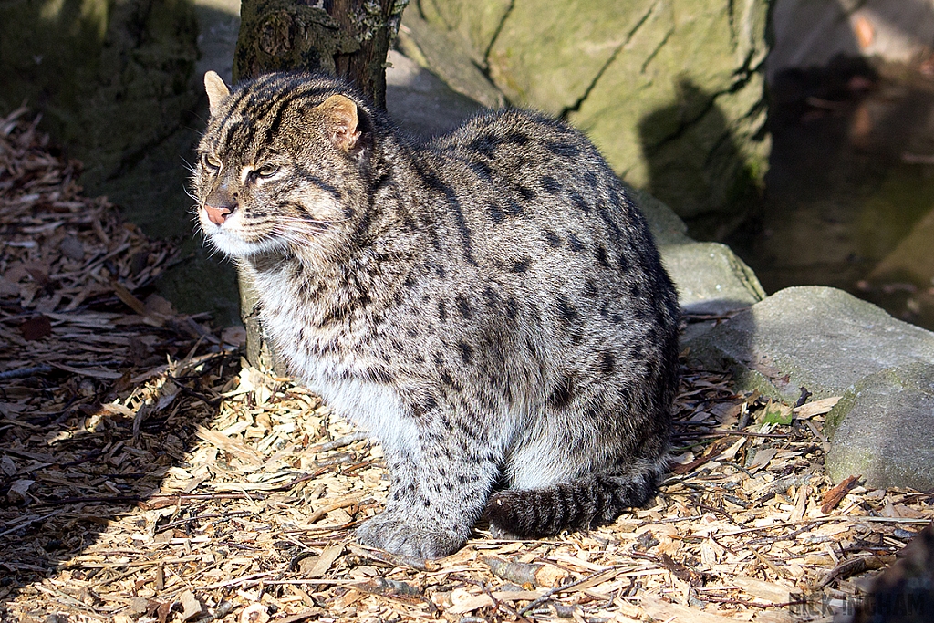 Fishing Cat