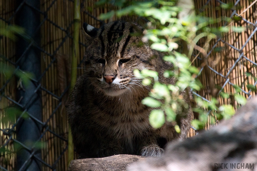 Fishing Cat