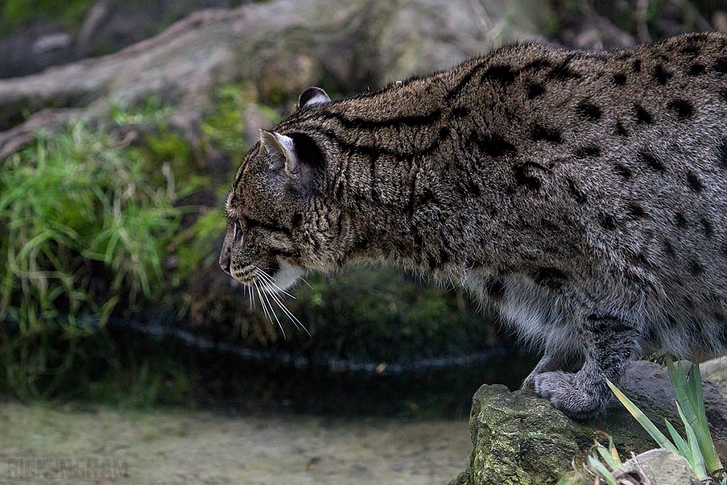 Fishing Cat