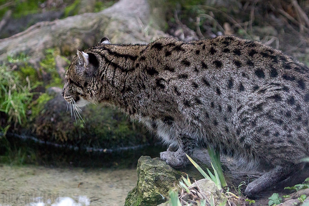 Fishing Cat