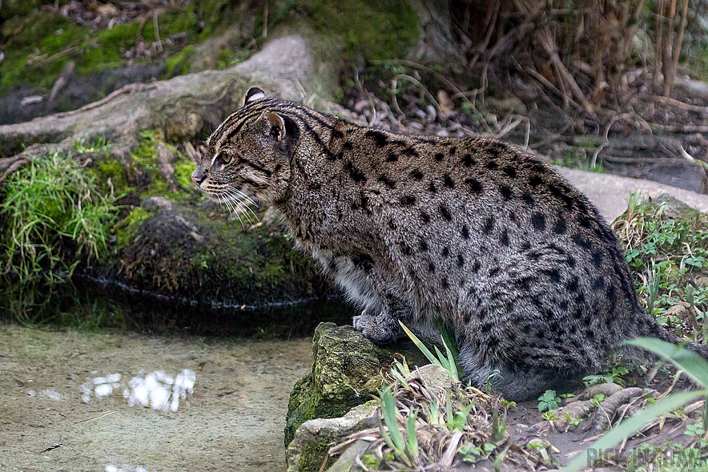 Fishing Cat