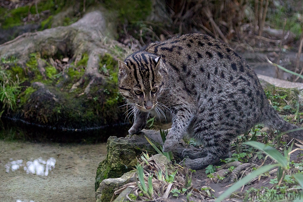 Fishing Cat