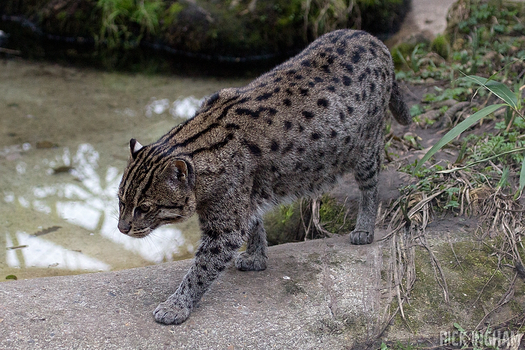 Fishing Cat