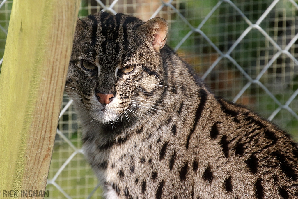 Fishing Cat