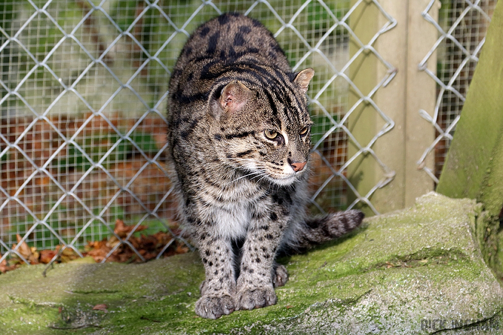 Fishing Cat