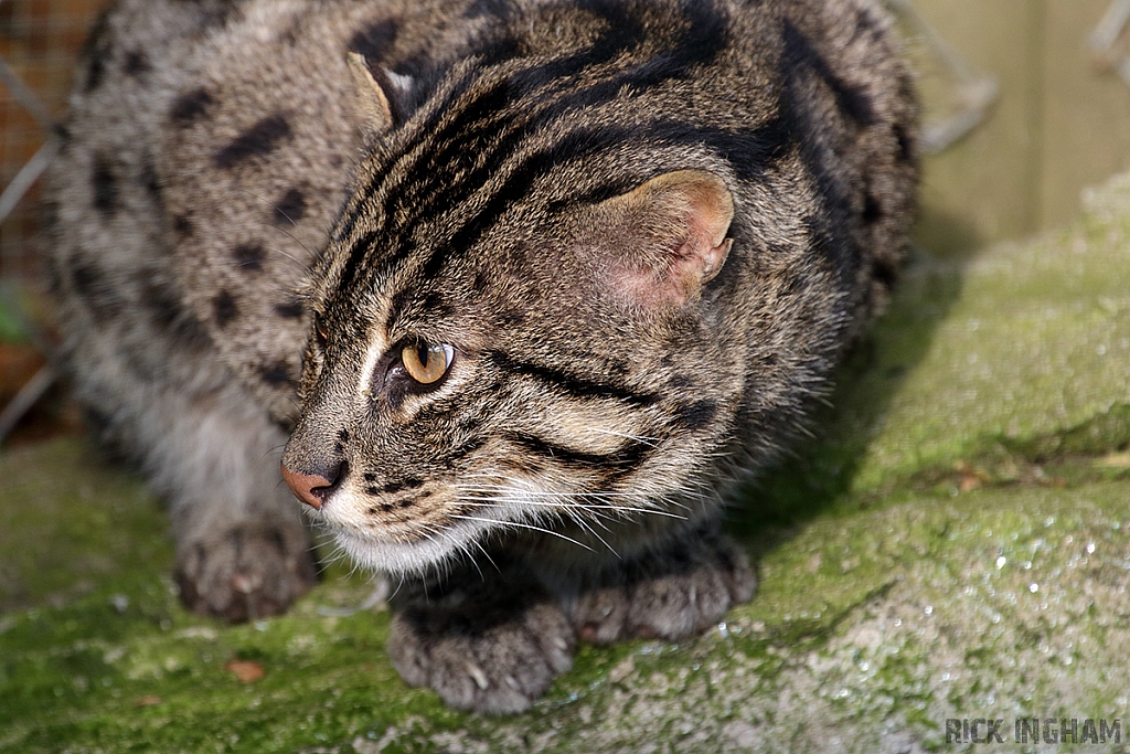 Fishing Cat