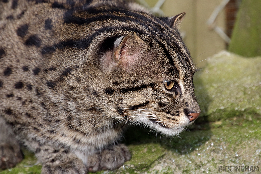 Fishing Cat