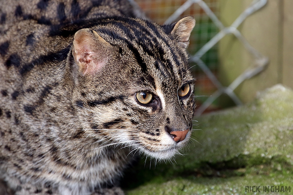 Fishing Cat