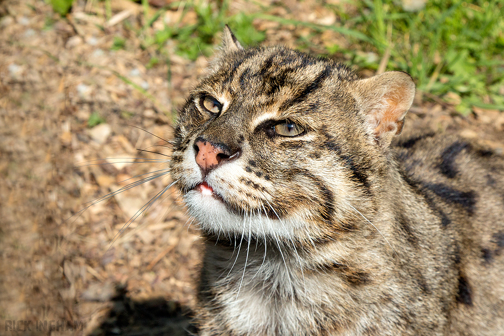 Fishing Cat