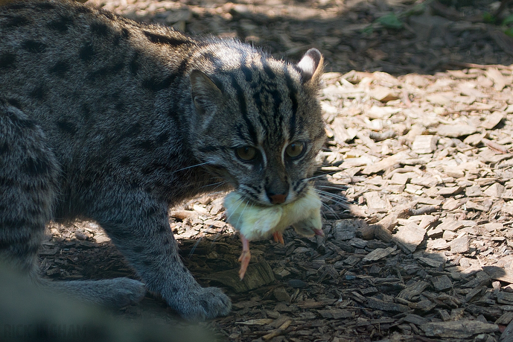 Fishing Cat