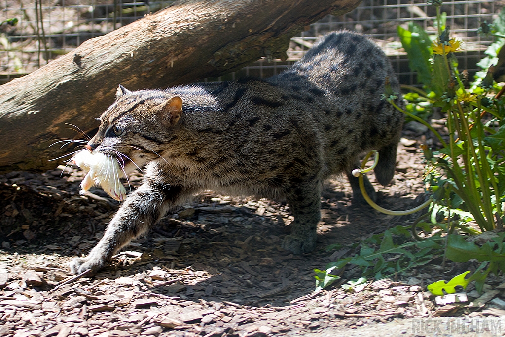 Fishing Cat