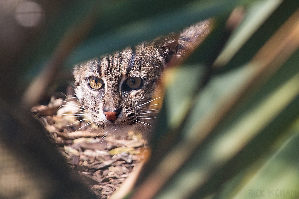 Fishing Cat