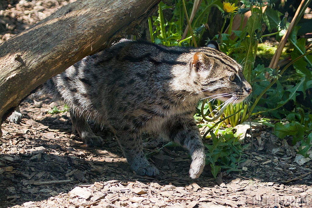 Fishing Cat