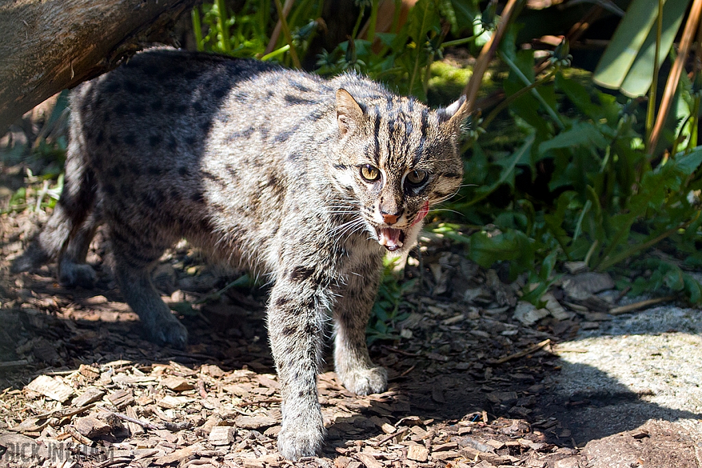 Fishing Cat