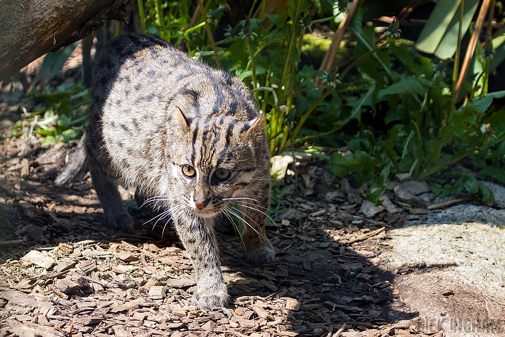 Fishing Cat